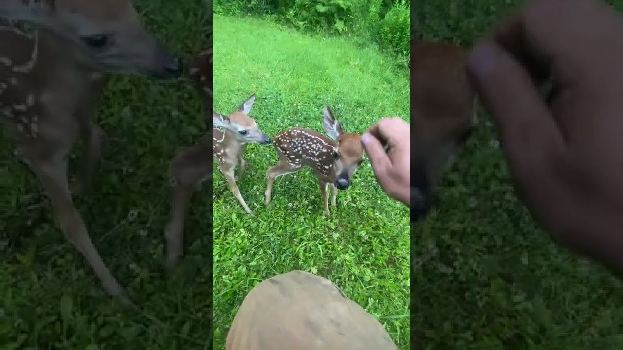 Wild New Hampshire baby Deer run over to me and let me pet them
