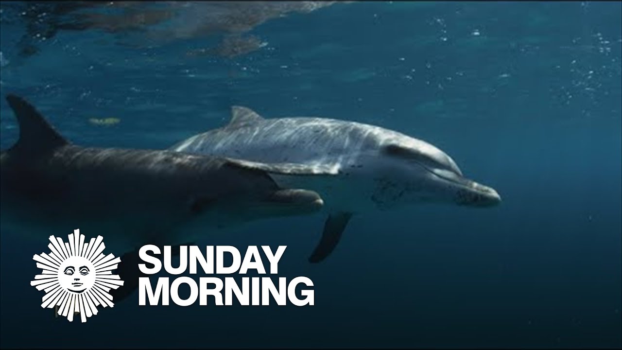 Nature: Spotted dolphins