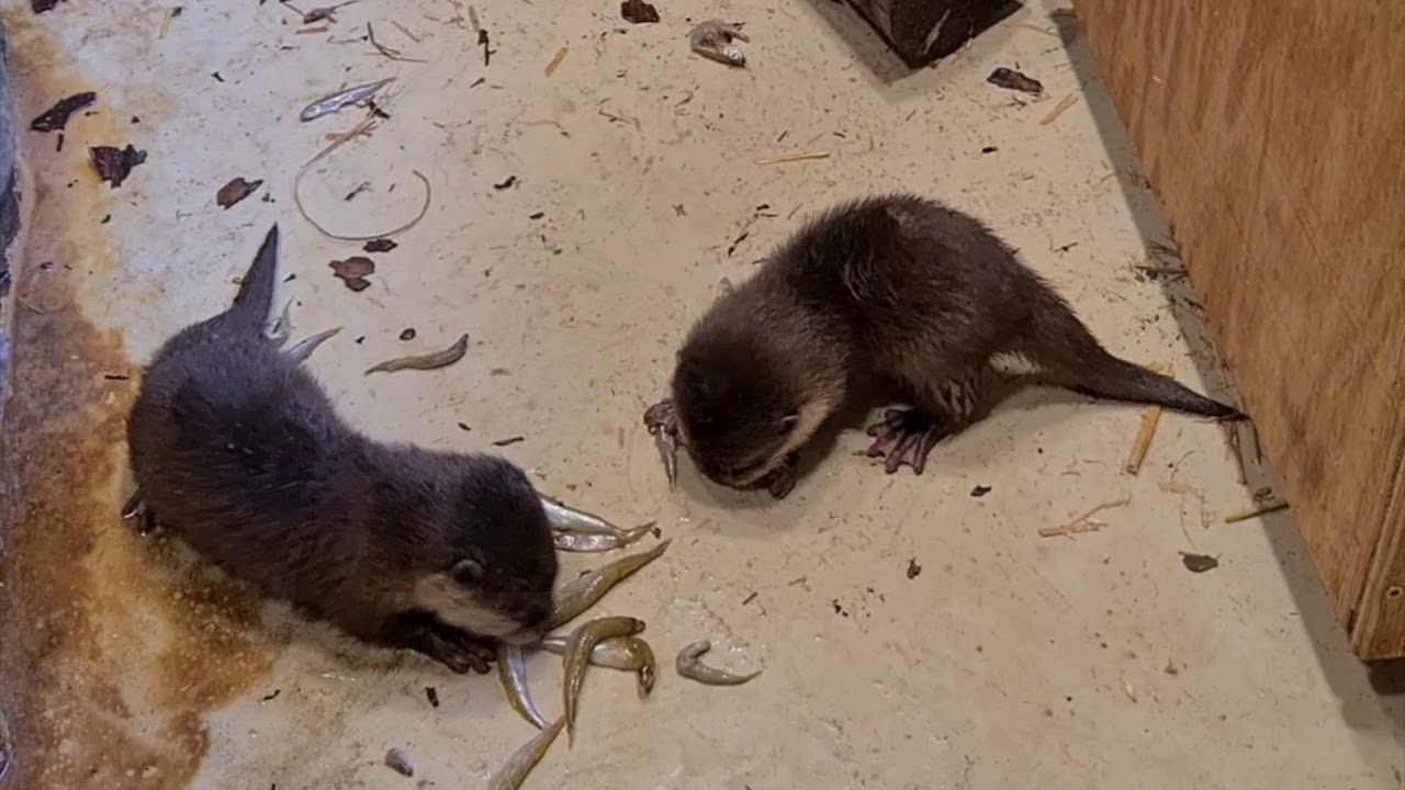 deinZoo - Otternachwuchs wird mobil