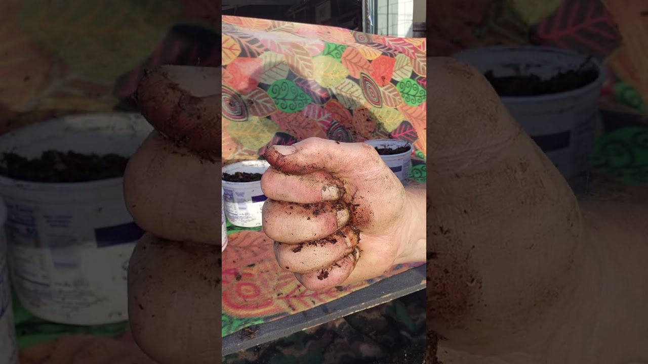 Worm Bin Squeeze Test 20260117