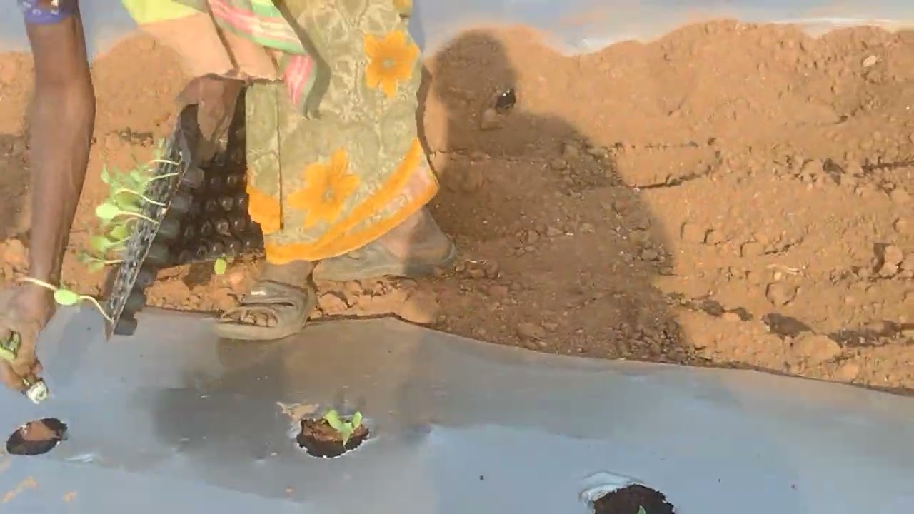 தர்பூசணி நாற்று வைப்பது எவ்வாறு ! | How to plant watermelon!