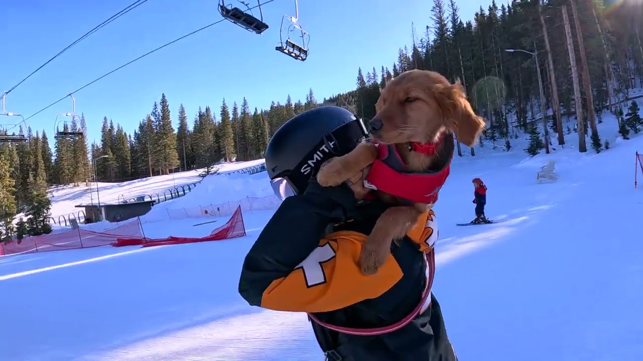 Snowmass Ski Patrol Puppy Gets Ride To Work