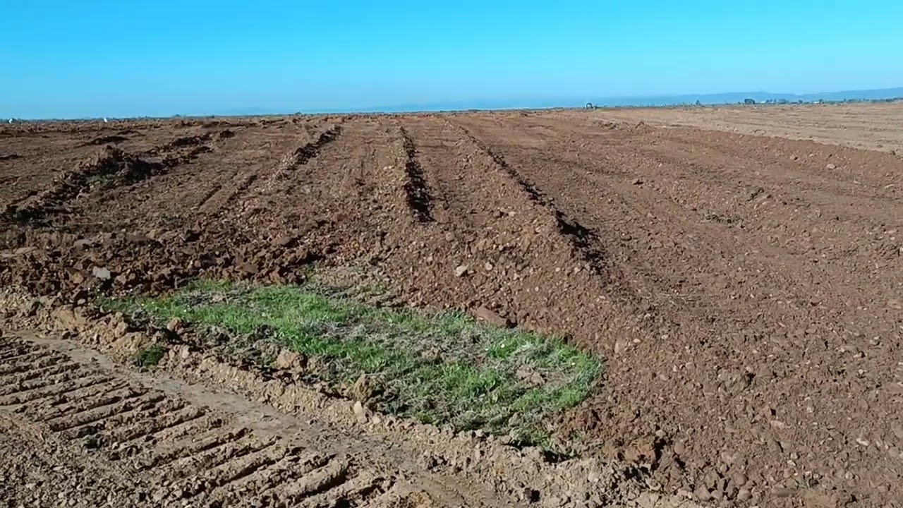 Plantación arbosana superintensivo. Preparación del terreno.