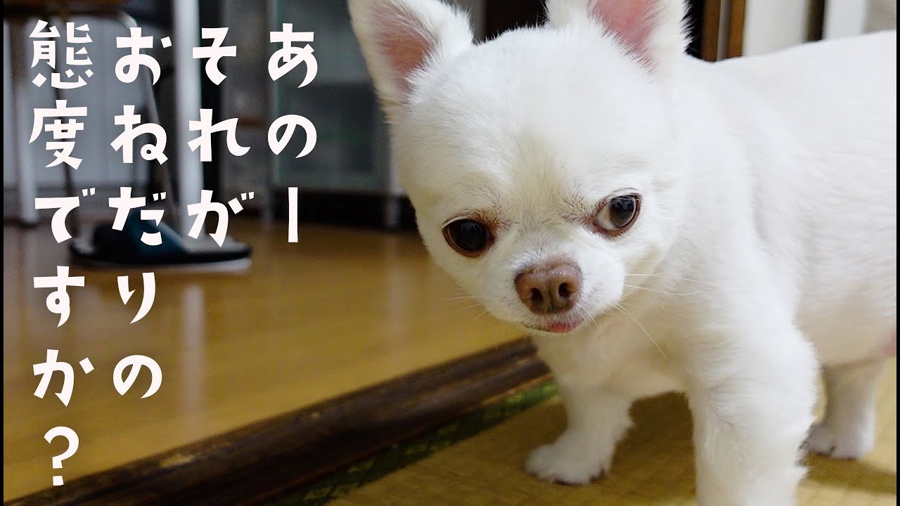 パパとママとでおねだりの態度を露骨に変えてくるチワワ犬