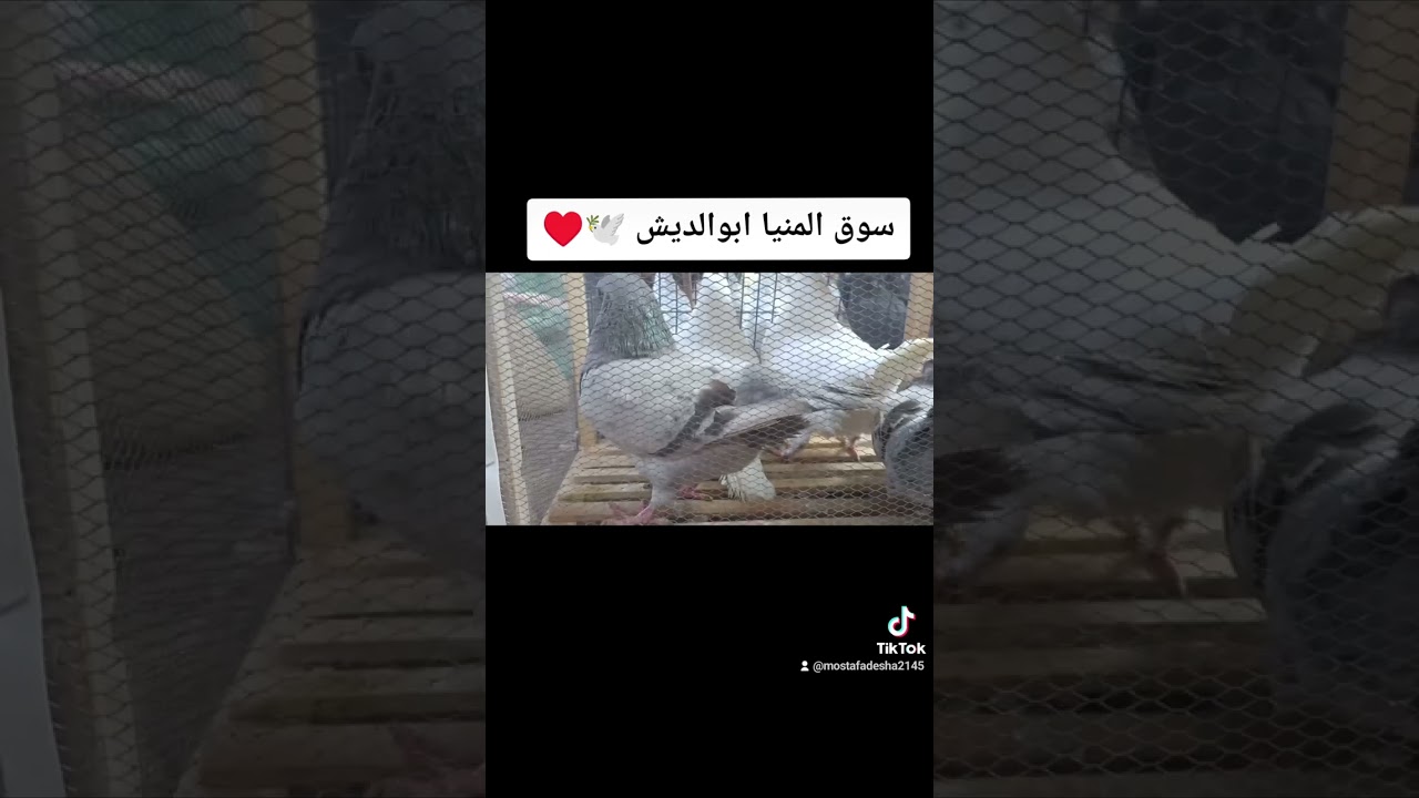 سوق الجمعه ف المنيا