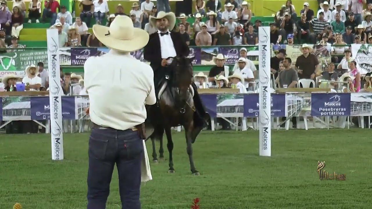 SALGAREÑA DE PALO NEGRO JV, PRIMER PUESTO YEGUAS DE 48 A 72 MESES p3 FESTIVAL EQUINO lA PINTADA 2026