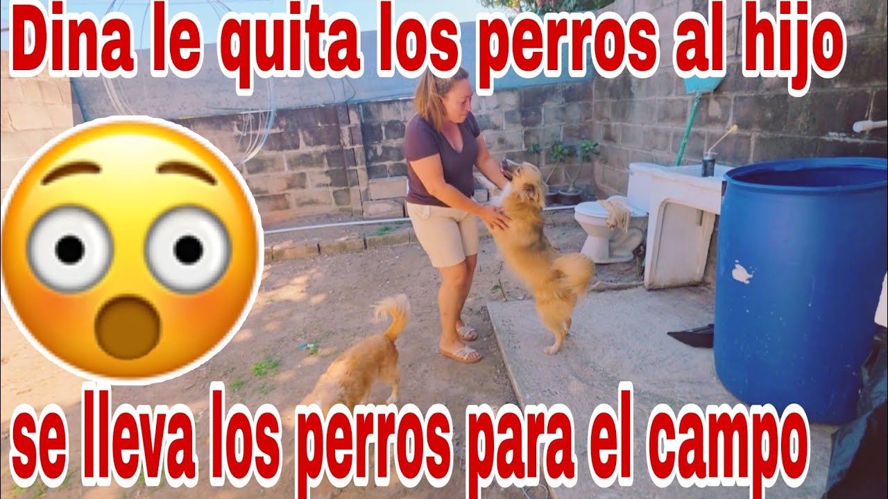 Dina le quita los perros al hijo por esta razón se los lleva😱😳