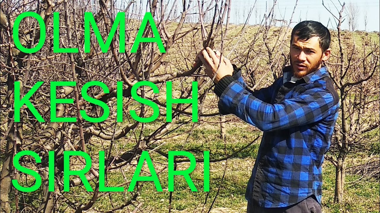 Olma kesish sirlari. Olma kesish usullarini o'rganamiz