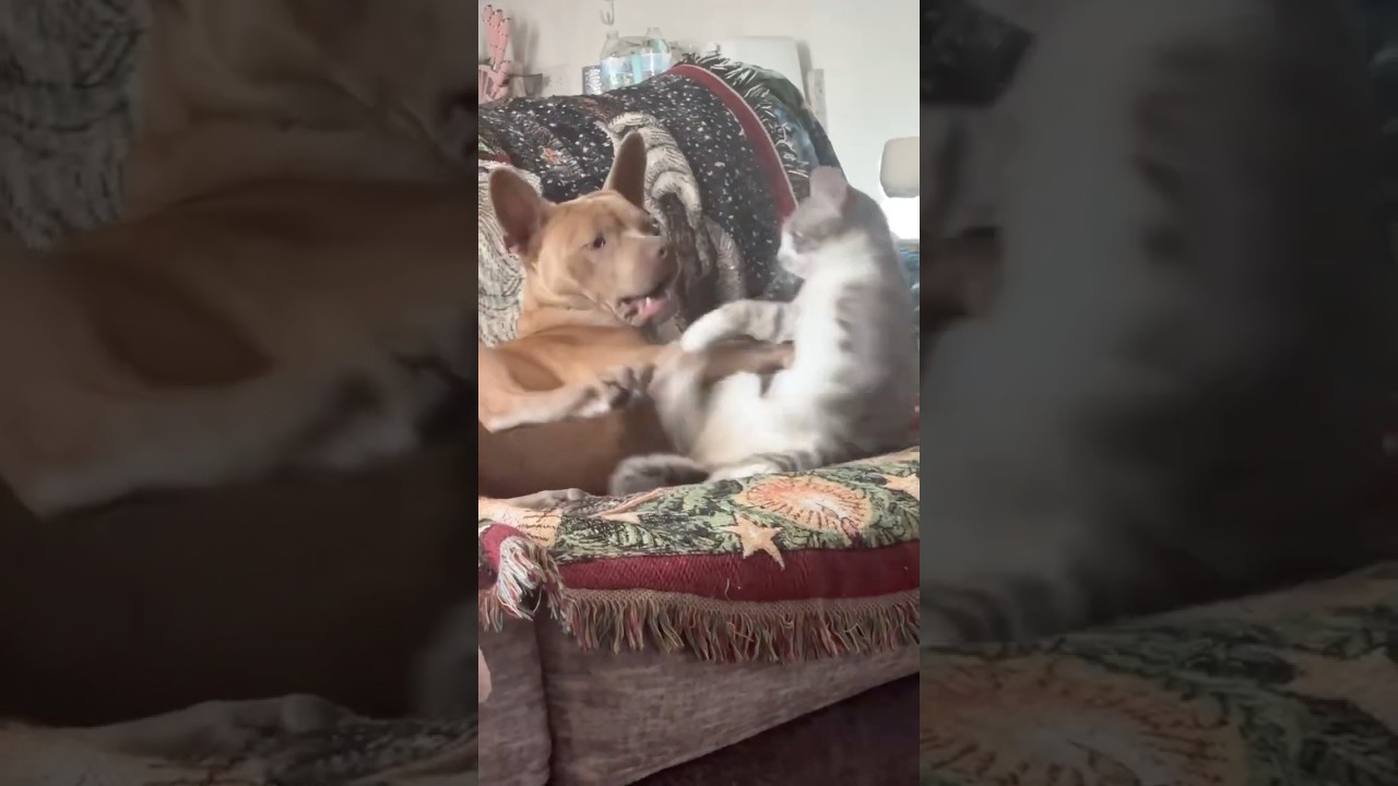Kitty and Pup Gently Wrestling.