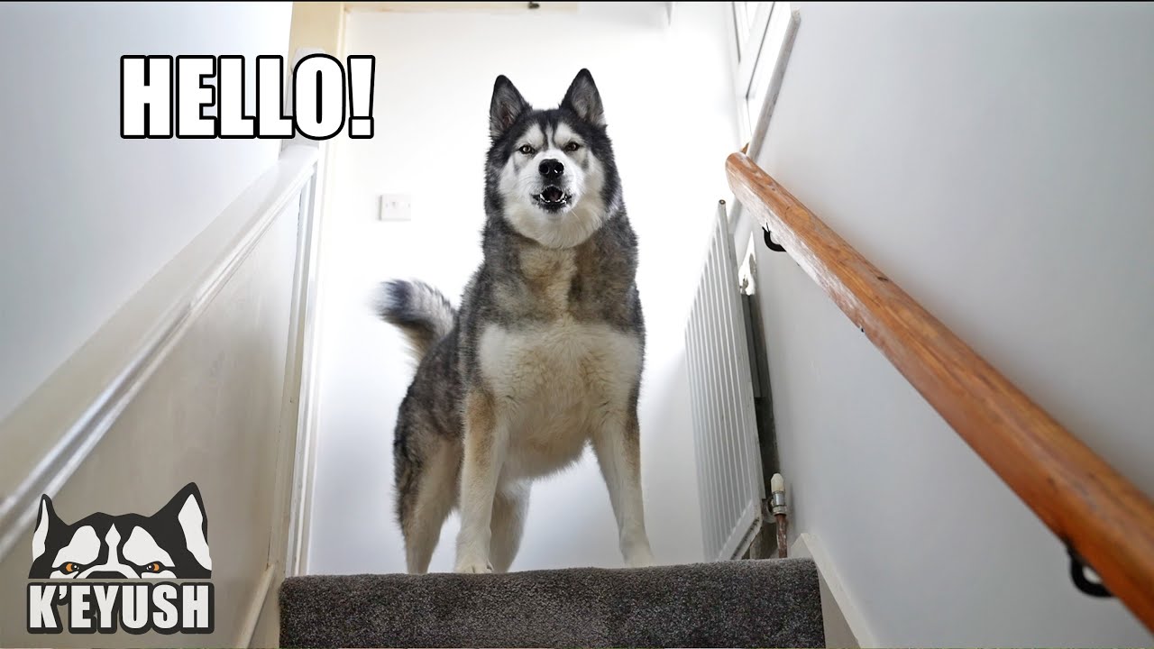 Husky Moans At Me Until I Go Upstairs to Cuddle Him!