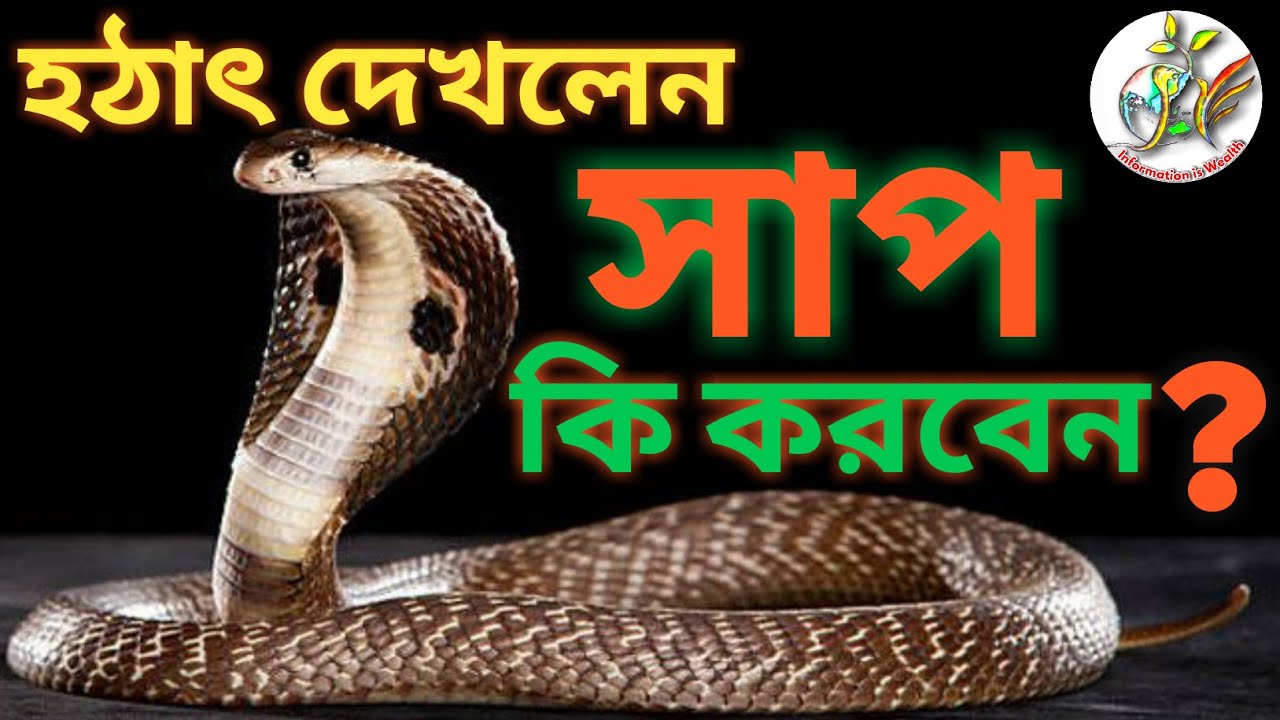 হঠাৎ সাপ দেখলে কি করবেন ? || বাড়িতে সাপ দেখলে কি করবেন ?