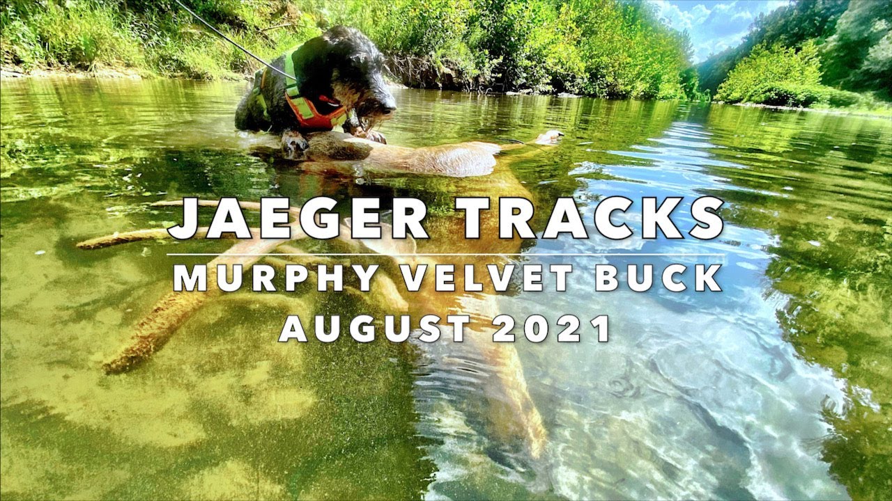 Jaeger Tracks : Wet and Wild Velvet Buck