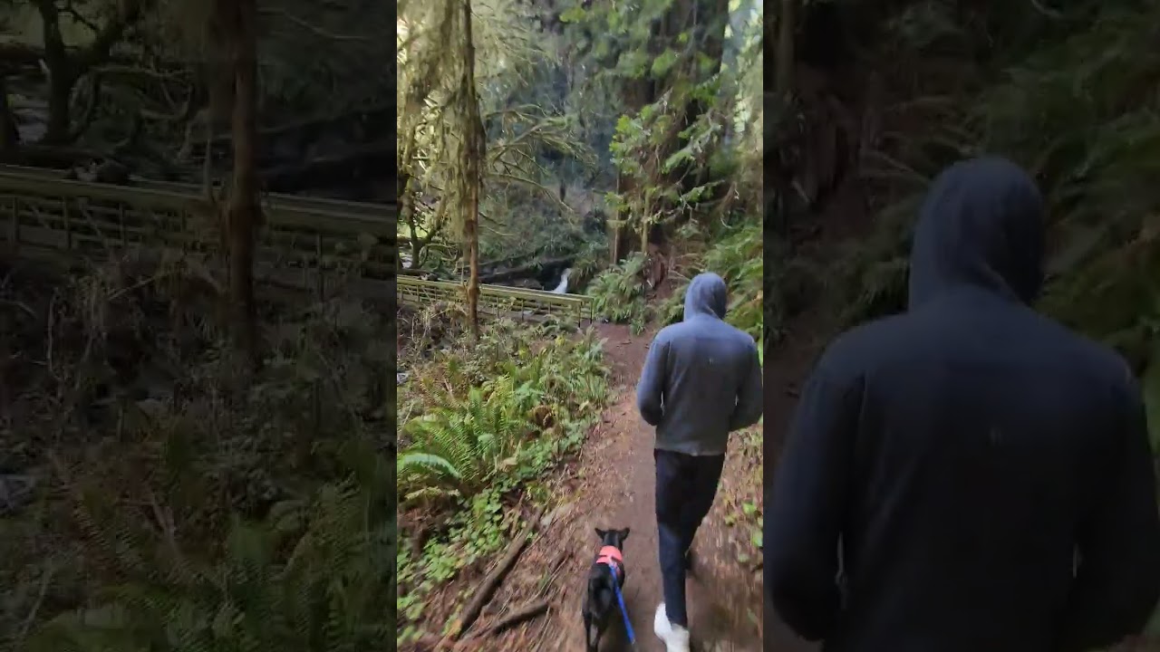 Trillium Falls Trail, Redwoods National Park
