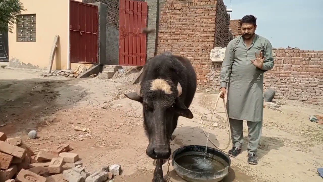 Aaj meri murgi ne bacche gadde katihar mein Pani aaj bahut let pilaya