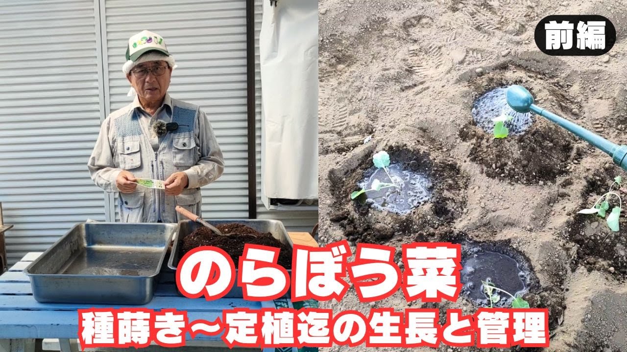 【のらぼう菜】【前編】種蒔き～畑定植迄の生長と管理｜苗作り｜定植方法　2025年8月24日　8月31日　9月8日　9月18日　9月29日