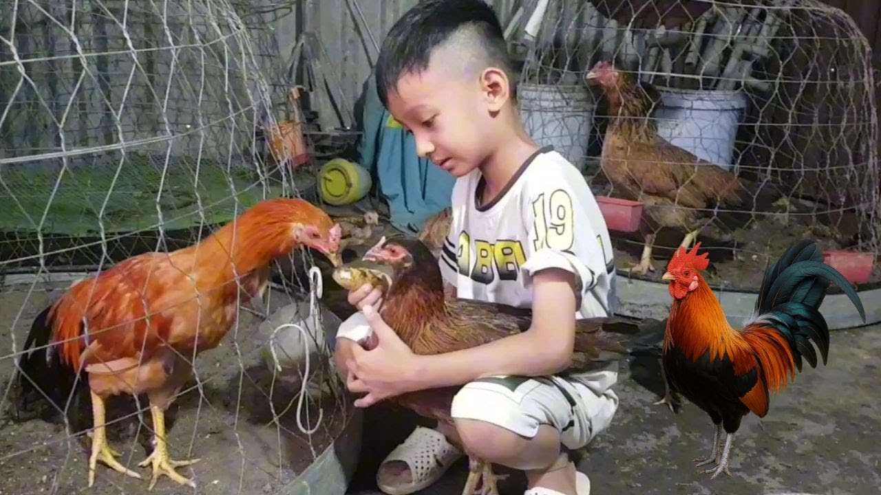 Hai con gà bệnh hồi sinh nhờ bé cho ăn chuối 😍 | Thiên Sơn TV