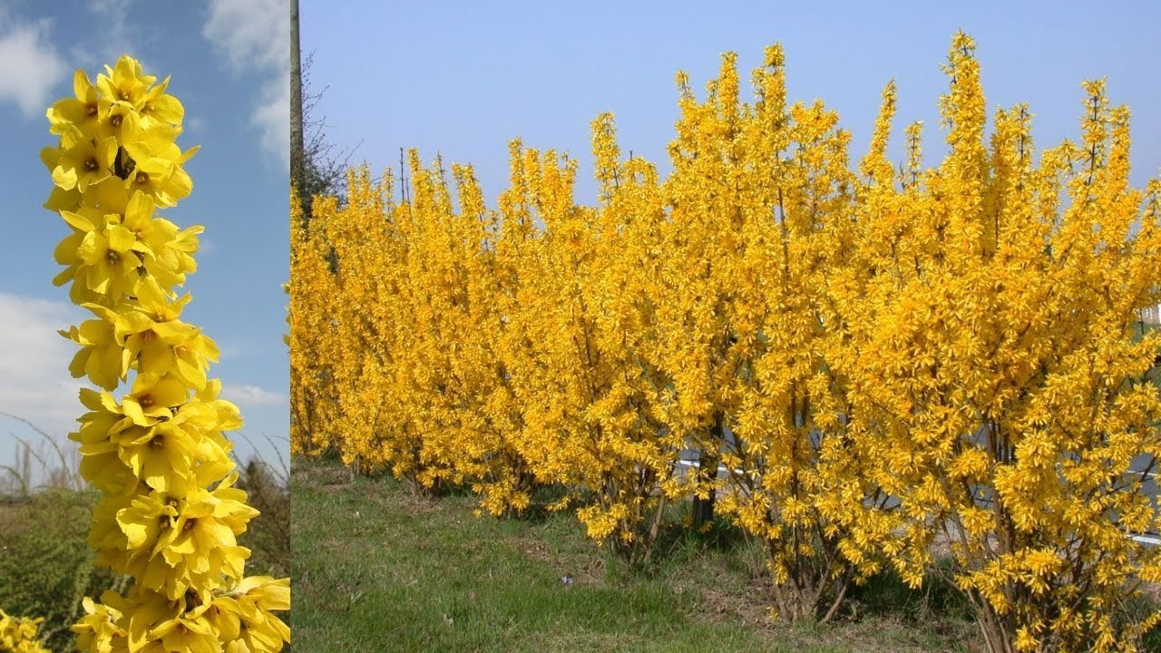 Forsythia Magical Gold®  // Outstanding Hardy, Easy To Grow Shrub With Large Deep Yellow Flowers 👍👏