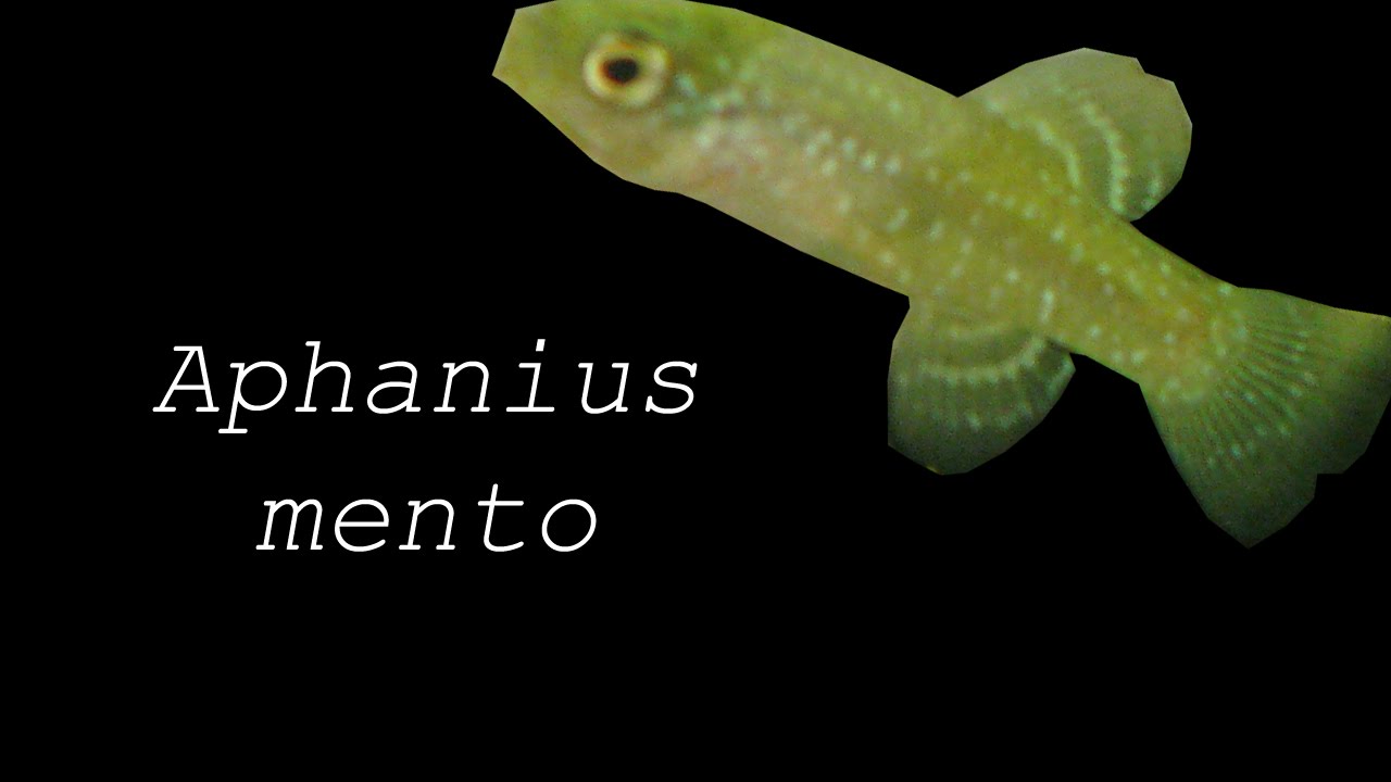Ficha: Aphanius mento
