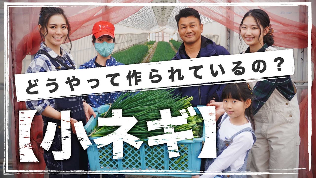 【小ネギ】茨城県の生産者さんにインタビュー