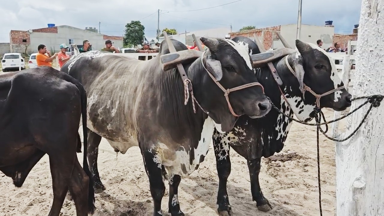 FEIRA DO GADO EM JUPI-PE  #nordeste