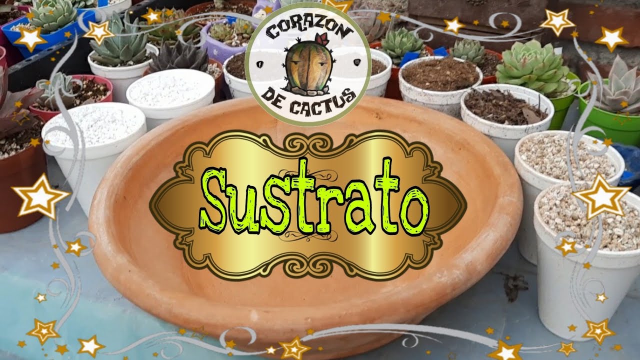 Hablamos de sustrato y plantas nuevas