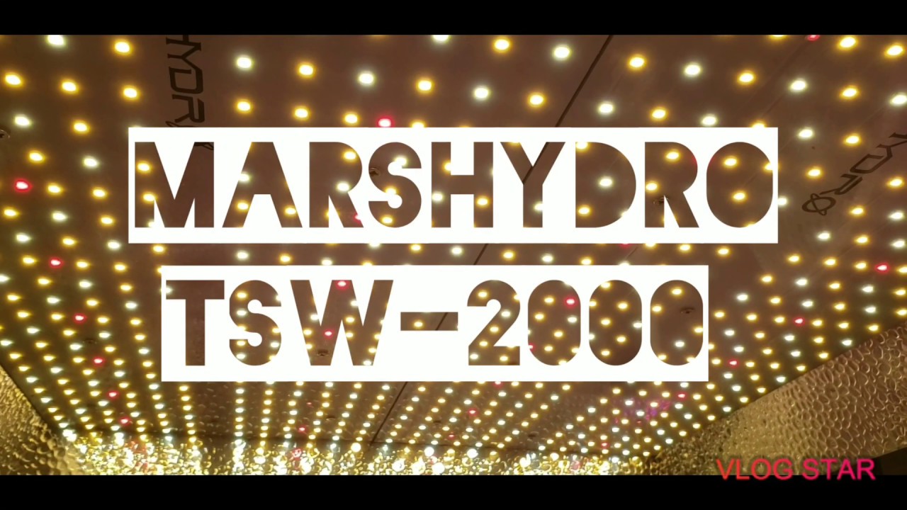 MARS HYDRO TSW-2000 FASTBUDS GELATO / BLACKBERRY  SONOMA SEEDS PURPLE KUSH GROW