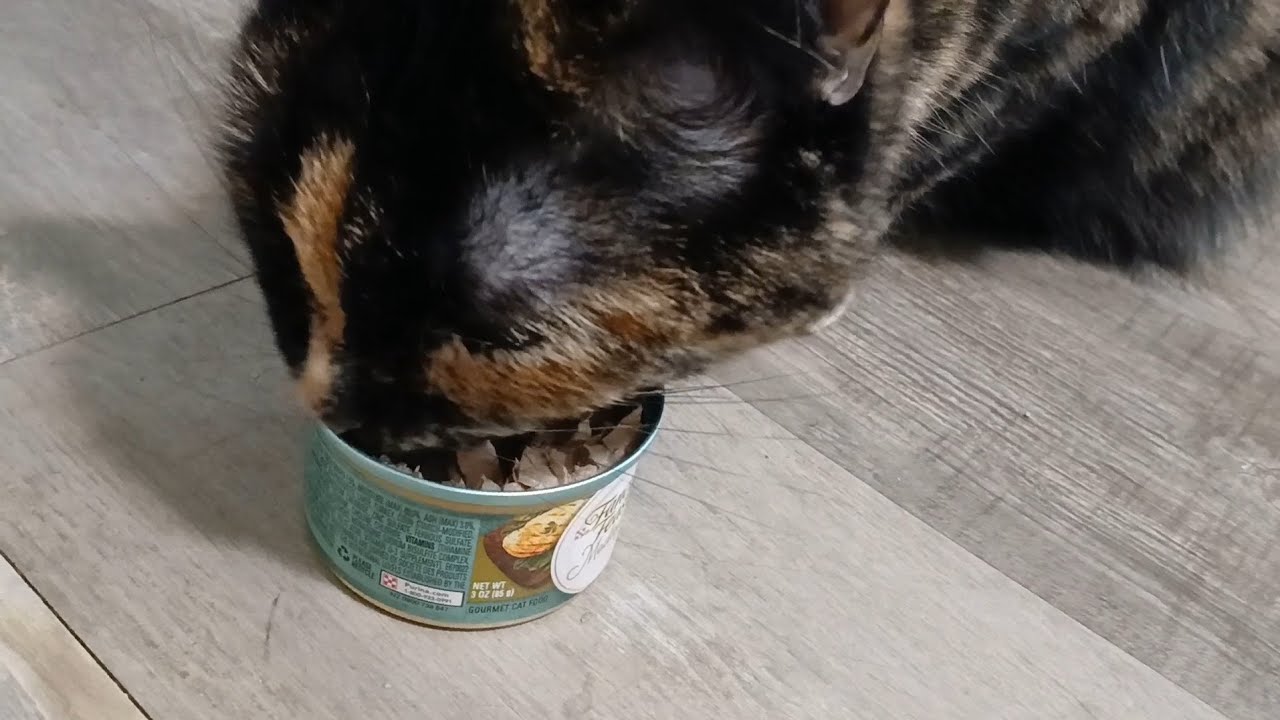 Zara Tries Fancy Feast Chicken Spinach Florentine 