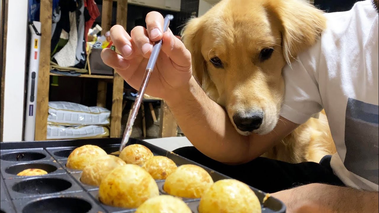 食べ物がかかると今にも喋りだしそうなゴールデンレトリバー