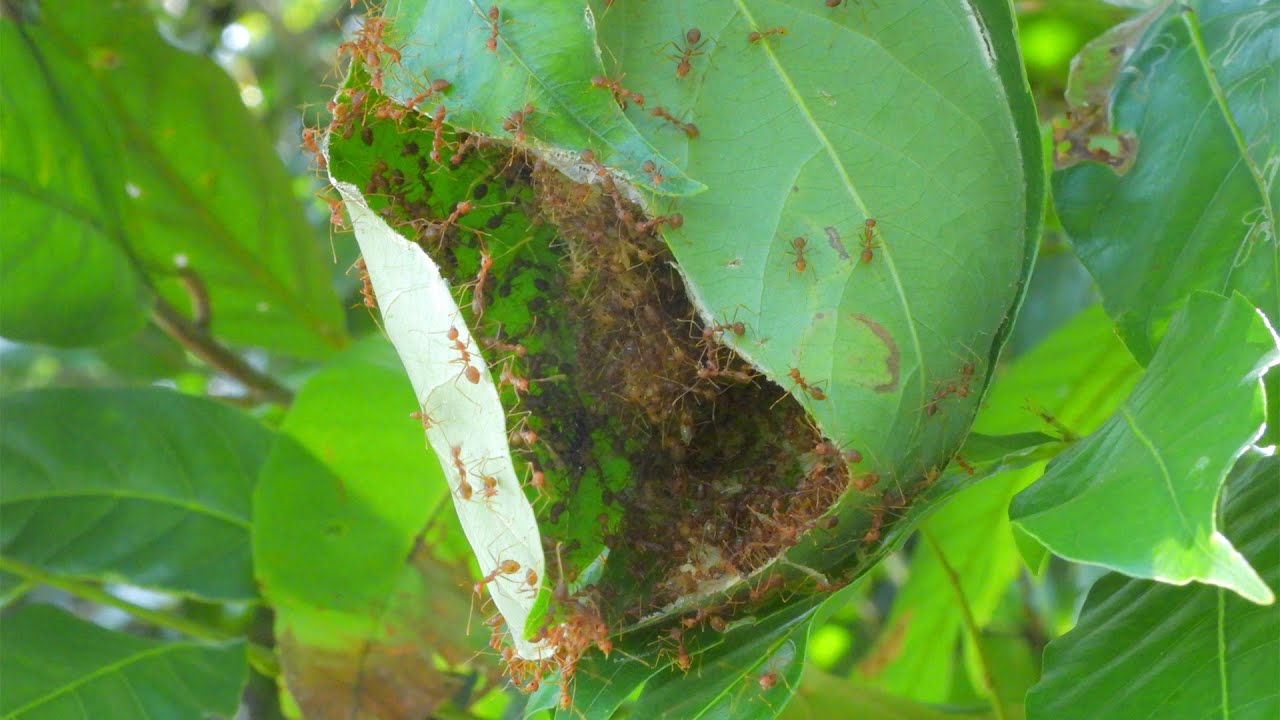 Daily Lifestyle of Red Ants | Amazing Ant Colony Behavior and Survival Skills