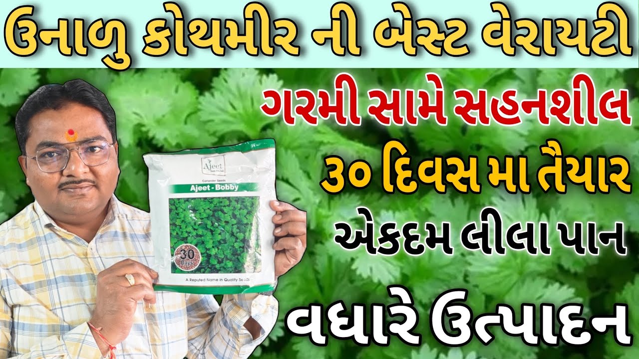 કોતમરી | કોથમીર ની ઉનાળુ વેરાયટી | Coriander: The Most Hated Herb