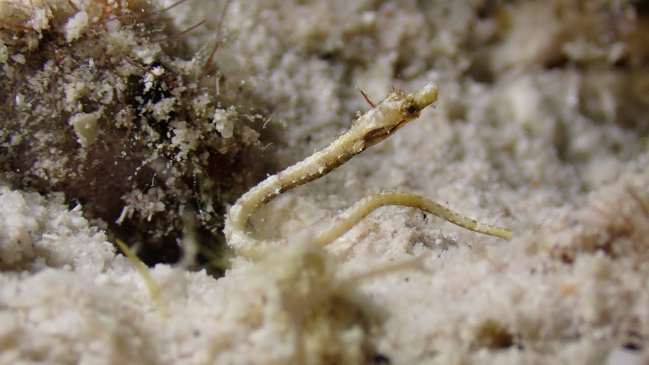 Banded Pipefish Baby