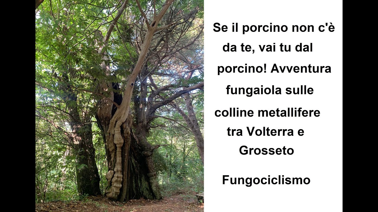 Se il porcino non c'è da te, vai tu dal porcino! Avventura fungaiola sulle colline metallifere