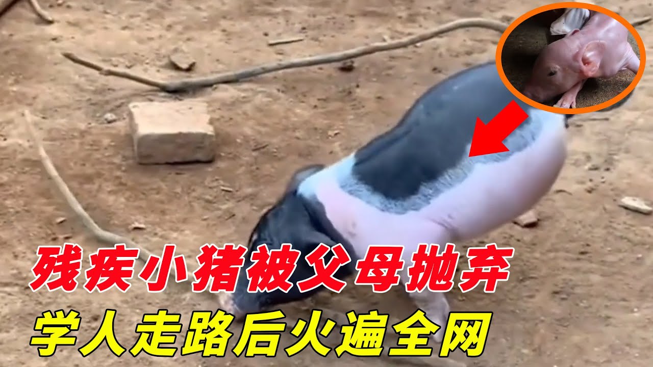 殘疾小豬被父母拋棄，主人不離不棄教它學人走路，意外成為豬界影帝！