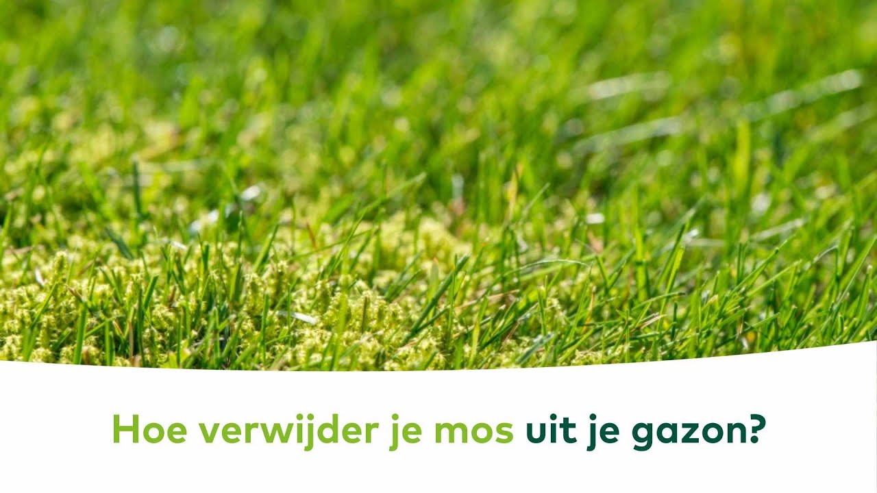 GAZON - Hoe verwijder je mos uit je gazon?
