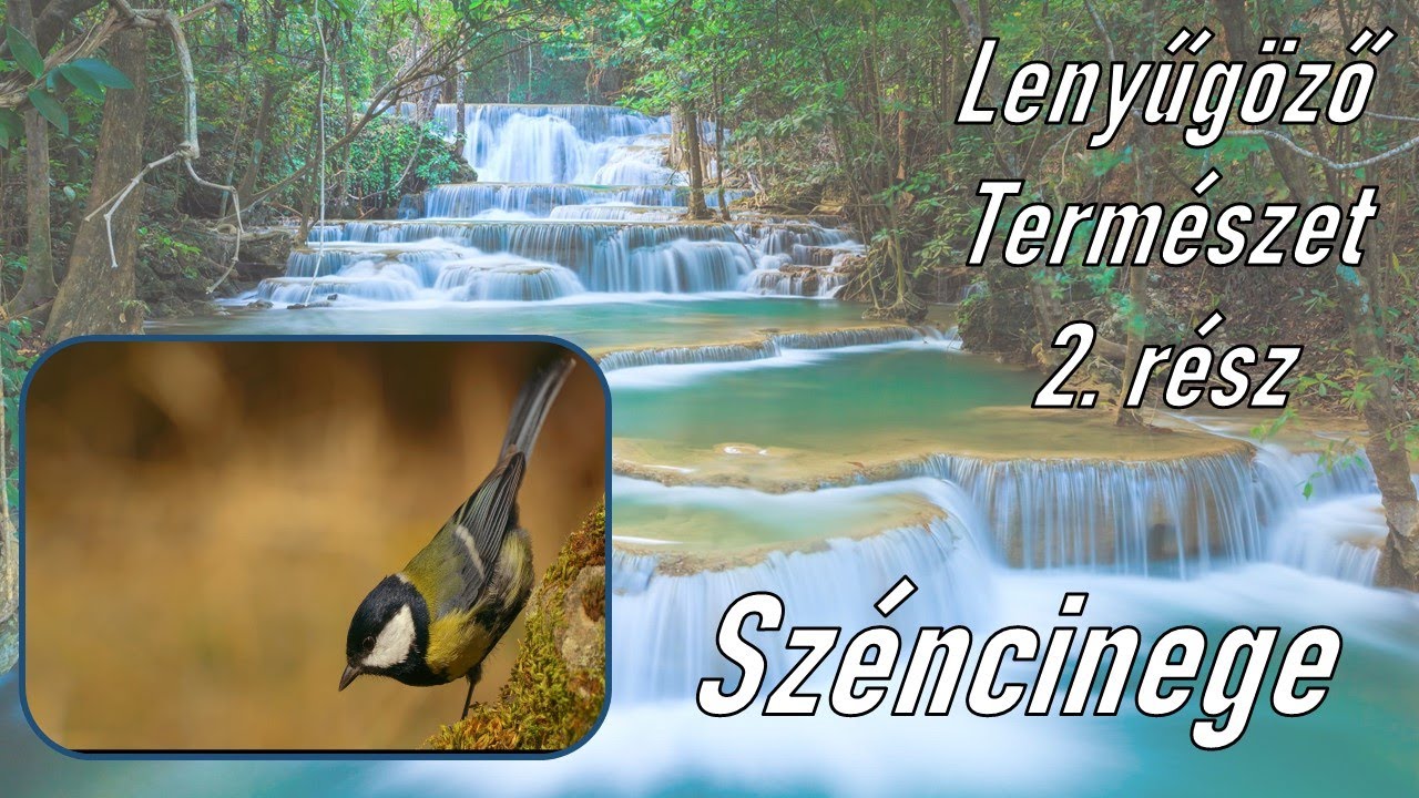 Lenyűgöző természet, 2. rész; Széncinege