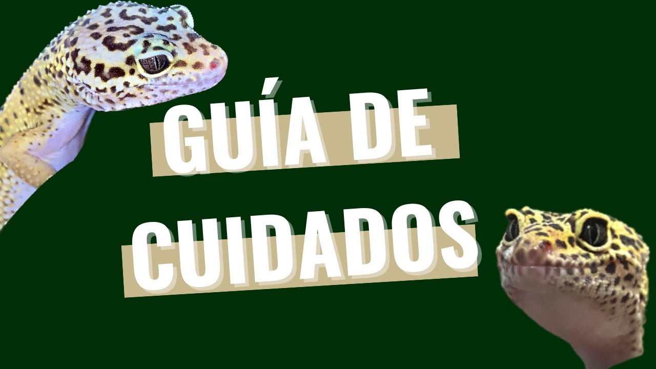 Como CUIDAR a un GECKO LEOPARDO?