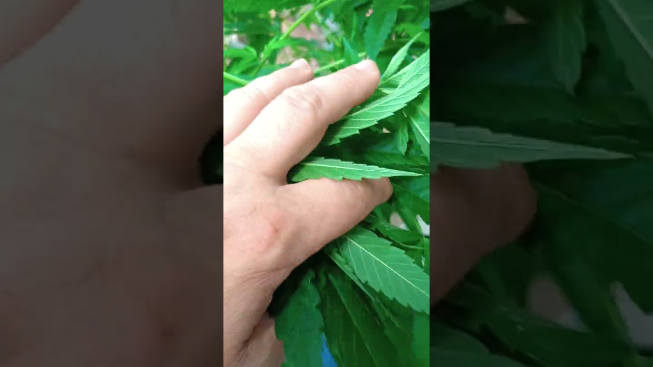 ITC genetics Deer Creek+wedding cake #hydroponics and #organic indoors and outdoors so much color