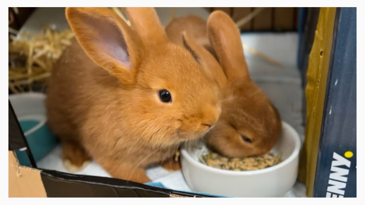 Meine neuen Kaninchen/ die Kaninchenbande 🧡 honey und hazel 🧡🧡