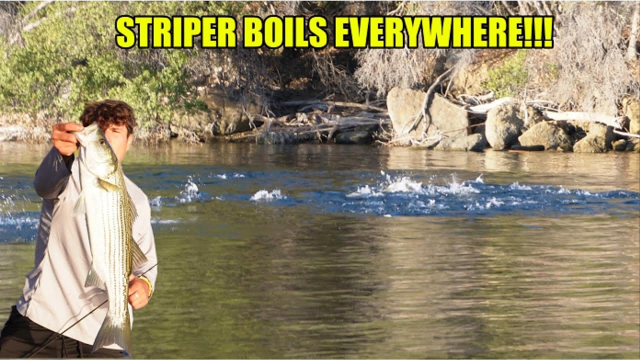 INSANE STRIPER BOILS PYRAMID LAKE ,CA