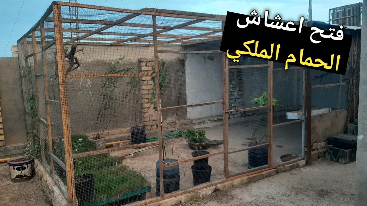 فتح اعشاش الحمام الملكي +تنضيف و ترتيب المحميه