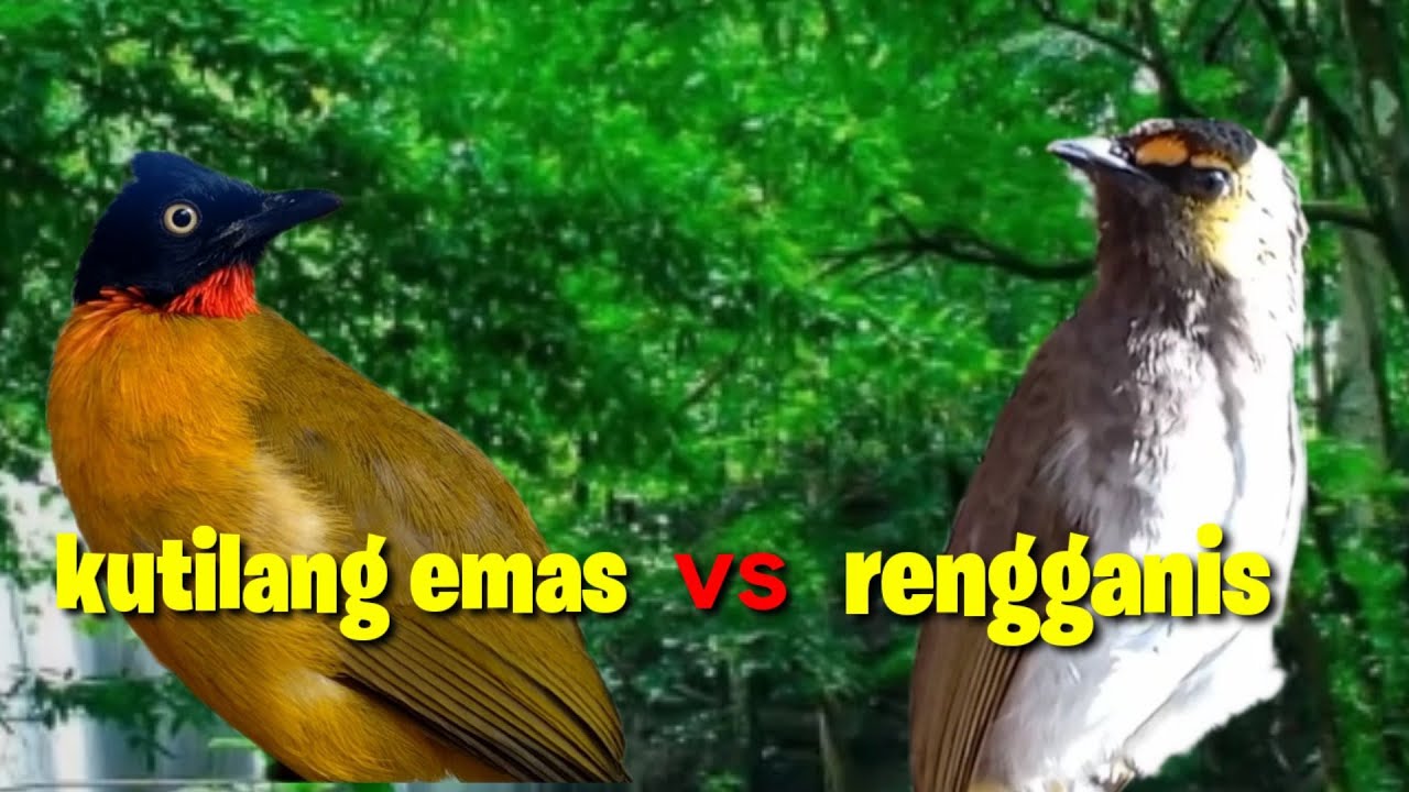kolaborasi kutilang emas gacor vs rengganis gacor, pancing lawan bersuara