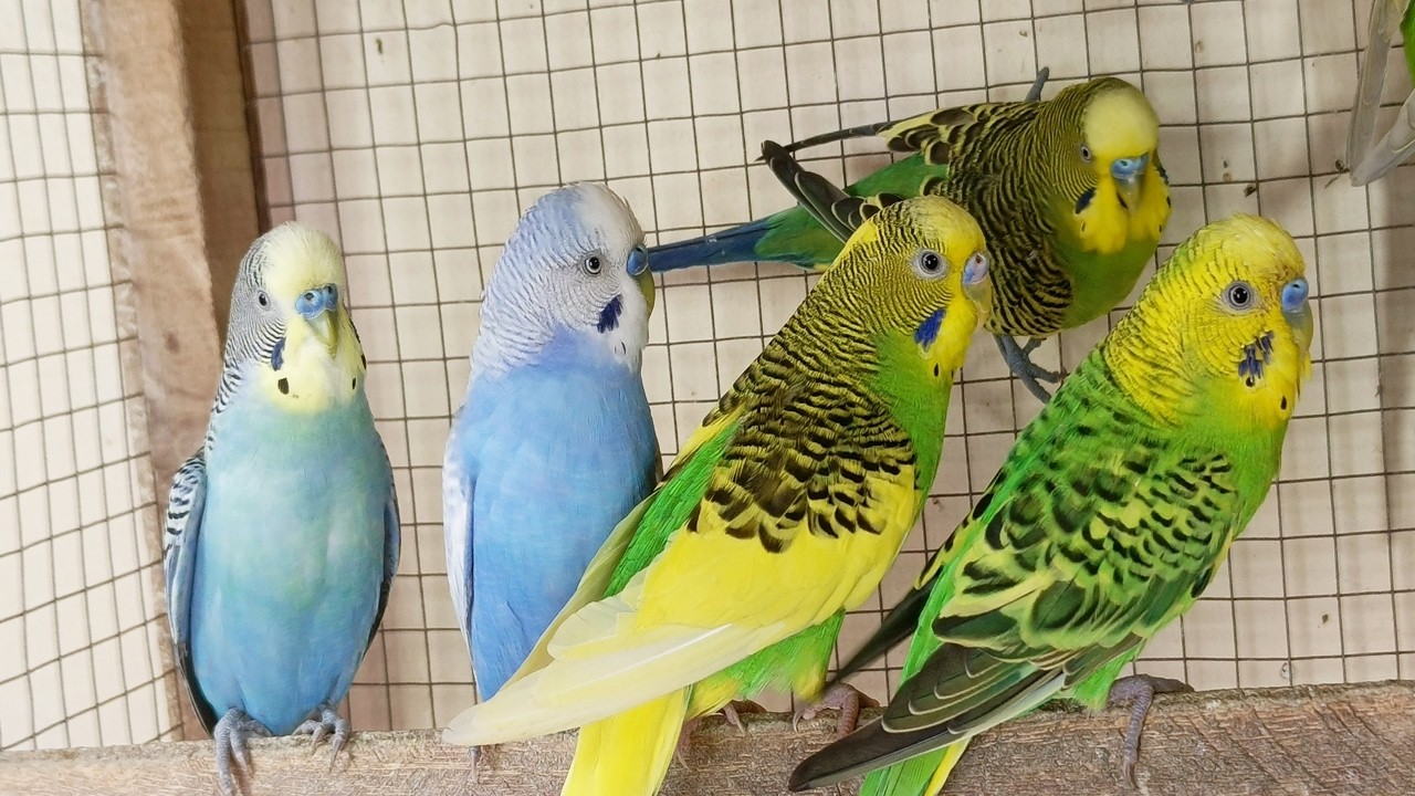 3 Hours of Parakeet Sounds to Cheer Up Your Sad Budgies 🐦💚 Comforting Bird Companionship