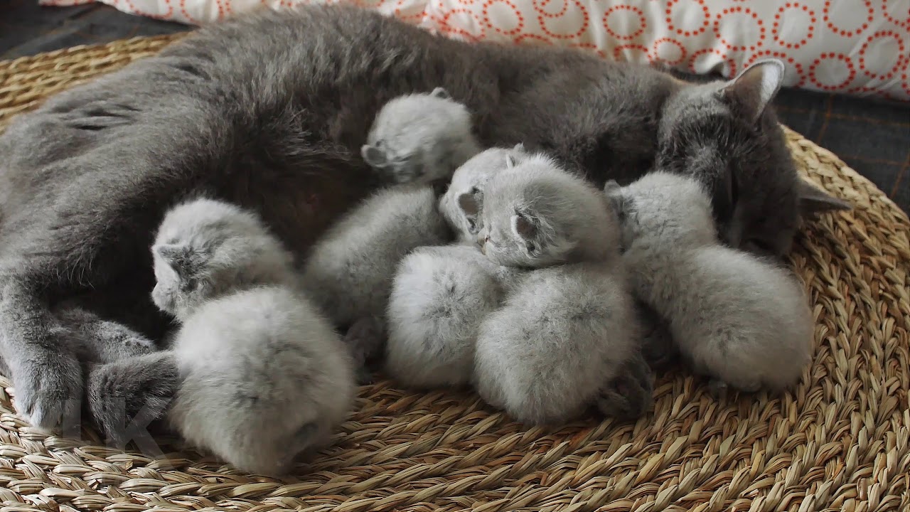 Kitten Meowing after Mom's Milk, British Shorthair - 4K footage