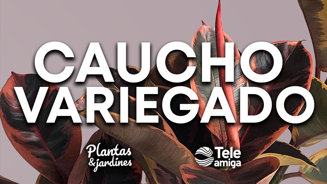 CAUCHO VARIEGADO en Plantas y Jardines - Teleamiga
