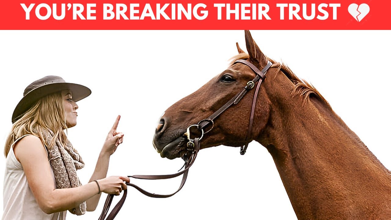 15 Actions That Break Trust Between You And Your Horse