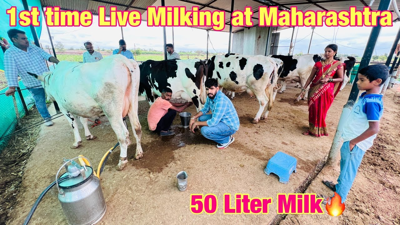 1st time in Maharashtra || Live milking by Sahib Dairy Farm || Call-95180-55688