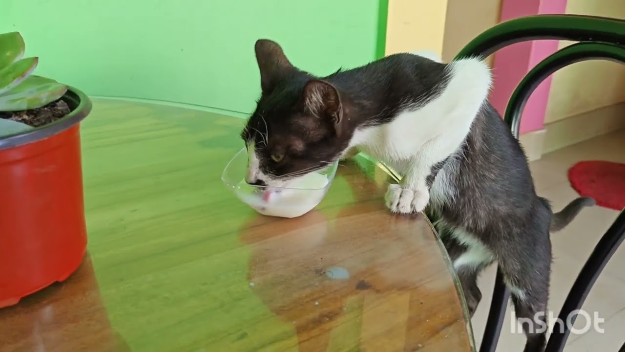 #cat😸😸😸