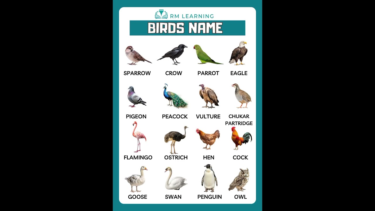 Birds Name English Vocabulary #birds #shortsfeed #rmlearning