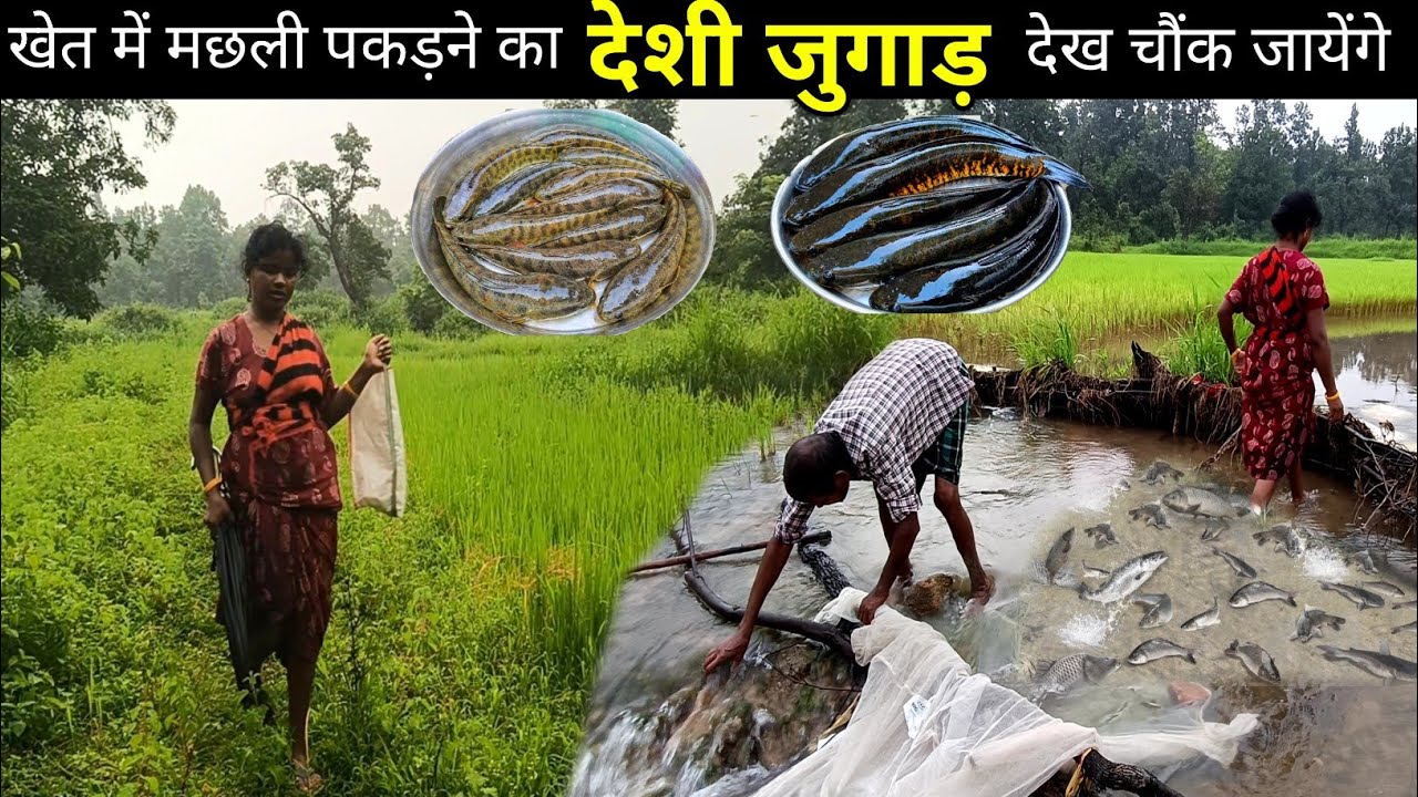 🐠🐠गांव में मछ्ली पकड़ने का देशी जुगाड़ । खेत वाला मछली । Village fishing 🦦