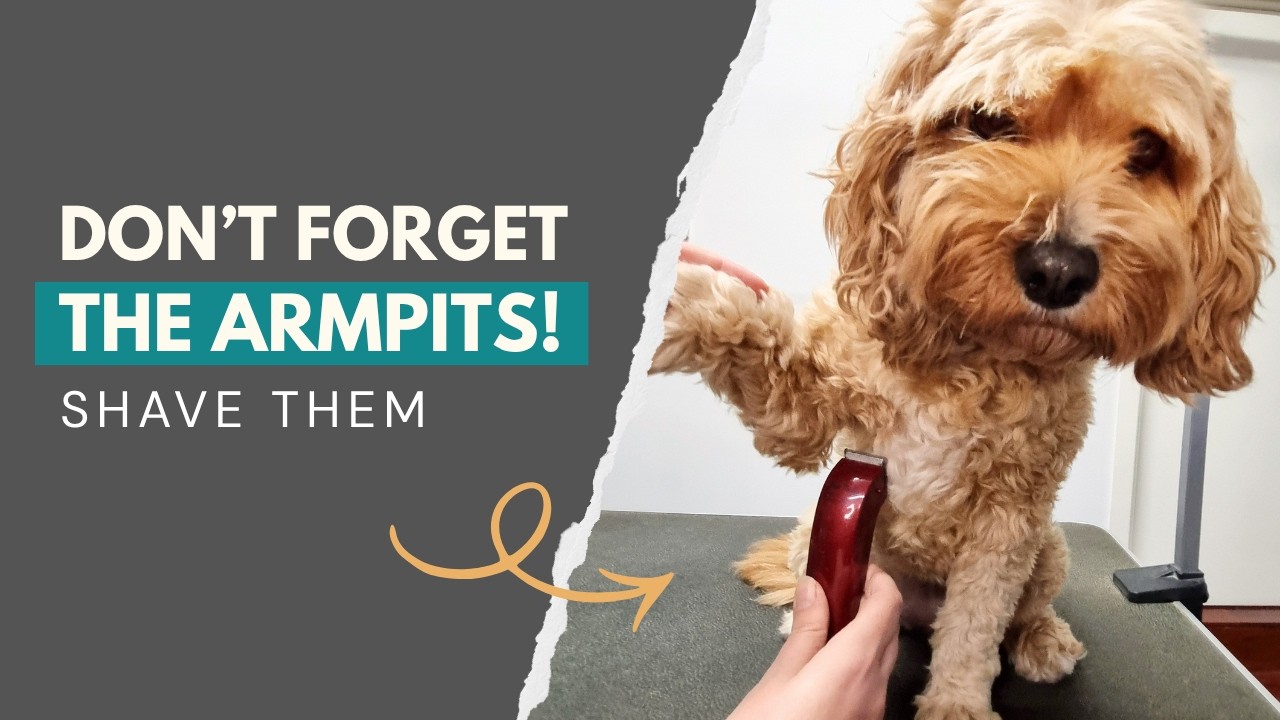 How To Shave Your Dog's Armpits At Home